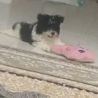 سگ میکس سگ پامر و شیتزو