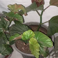 گل طبیعی|گل و گیاه طبیعی|اشترینان, |دیوار