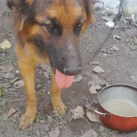 سگ ژرمن ژورلاین
