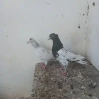 کبوتر