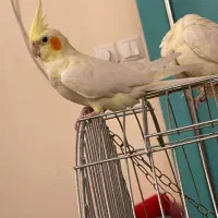 یک جفت‌ عروس|پرنده|قم, دورشهر|دیوار