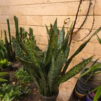 سانسوریا یوکا لیندا|گل و گیاه طبیعی|تهران, سلسبیل شمالی|دیوار