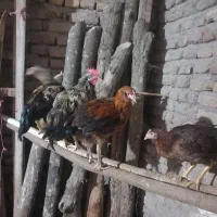 بوقلمون .مرغ خروس مرندی.جوجه محلی زیر مرغی کرچ شو|حیوانات مزرعه|گالیکش, |دیوار