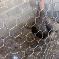 یک عدد بوقلمون تخم گذار ماده