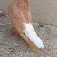 زرد دم سفید ، سرخ دم سفید نروماده