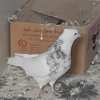 طوقی‌ هفت‌رنگ