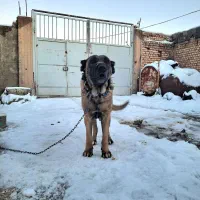 ماده سرابی گله ای