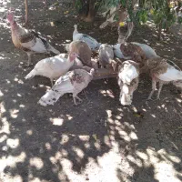 بوقلمون سالم و سرحال|حیوانات مزرعه|دشت ذهاب, |دیوار