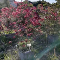 درختچه افرا