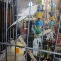 دوتا عروس هلندی مولد و دستی