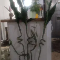 گل بامبو خوشگل وزیبا واقعا انگار طبیعی هستش|گل مصنوعی|هشتگرد, شهرک آرتیمان|دیوار