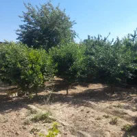 فروش باغچه
