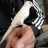 قناری نر سفید|پرنده|دهگلان, |دیوار