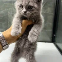 گربه اسکاتیش فولد و آنفولد ۲ ماهه