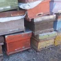 کندو زنبور عسل