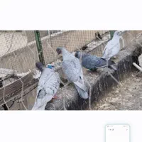 کبوتر شهرستانی تهران جان ندارند.فقط تماس