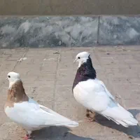 کبوتر طوقی ساده کلاغ|پرنده|مشهد, شهرک رازی (شهرک غرب)|دیوار