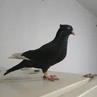 کفتر نر موقعیت ناصر آباد  قیمت ۸ملیون تخفیف هم|پرنده|شیراز, درکی|دیوار