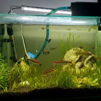 آکواریوم با ماهی