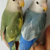 طوطی برزیلی