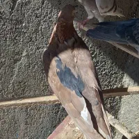 ماده مصری یکت مشکی