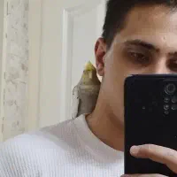 عروس هلندی اهلی|پرنده|تبریز, |دیوار