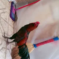 خروس لاری جوان  سالم وسرحال