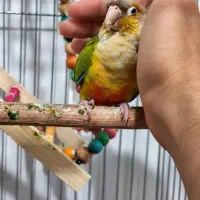طوطی گرینچیک سخنگو