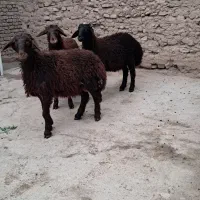 بره نر|حیوانات مزرعه|نیشابور, چمبران|دیوار