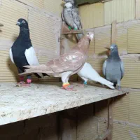 کبوتر سید قلدر