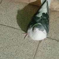 ساده مگسی ماده