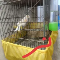 قناری نر رسمی قواره دار و کشیده