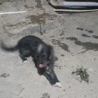 سگ  پاکوتاه ماده