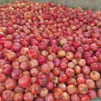 انار منطقه عقدا|خوردنی و آشامیدنی|حمیدیا, |دیوار