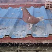 فروش تعدادی کبوتر پرشی دهنجور|پرنده|نقده, |دیوار