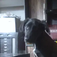 واگذاری سگ بومی