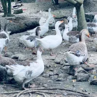 غاز محلی
