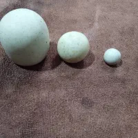 سنگ های مختلف|جواهرات|خوی, |دیوار