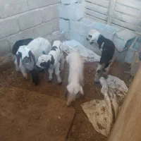 بره شیری|حیوانات مزرعه|شیراز, بید زرد|دیوار