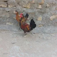 مرغ شهری وخروس پاکوتاه برای فروش