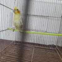 عروس هلندی نر