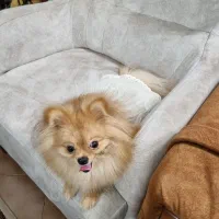 پت ( سگ )|سگ|کرج, عظیمیه|دیوار