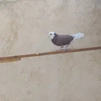 کفتر خوب|پرنده|اسلامشهر, شهرک مفیدی|دیوار