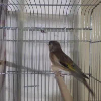 سهره قناری