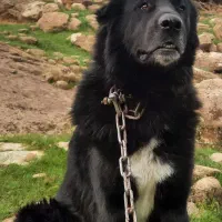 توله قهدریجونی دو نر دو ماده