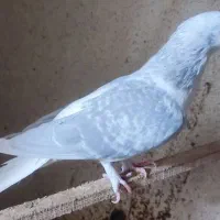 دو جفت کفتر جفتگاه و دو تا جوجه
