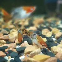 دم شمشیری  سوارتیل سانشکو  ماهی