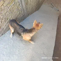 سگ ژرمن شناسنامه دار|سگ|شیراز, کرونی(خاتونک)|دیوار