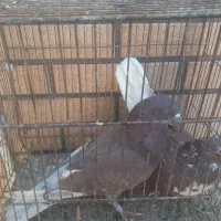 کبوتر نر عالی|پرنده|کاشان, مشکات|دیوار