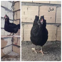 گلین|حیوانات مزرعه|سیرجان, |دیوار